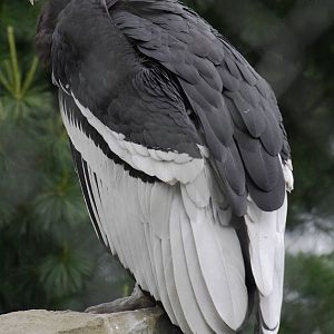 Andean condor