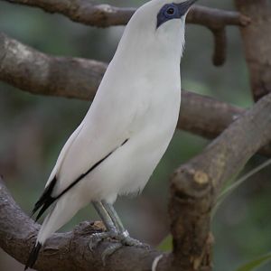 Bali starling