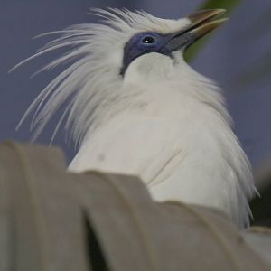 Bali starling displaying crest