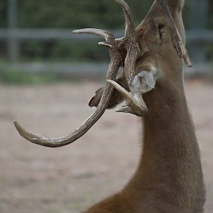 Burmese brow-antlered deer stag