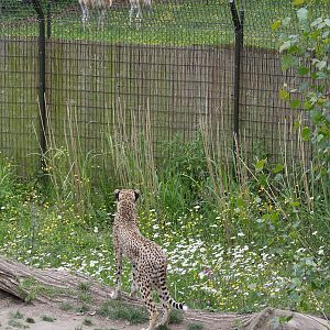 Male cheetah watching Vicuna