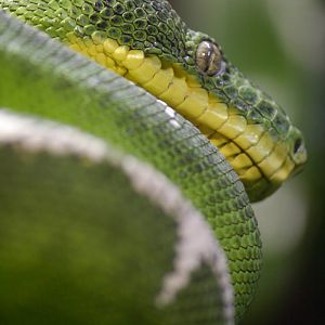 Emerald tree boa