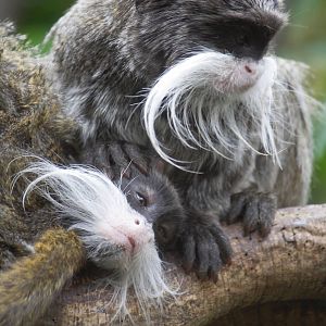 New Emperor tamarins