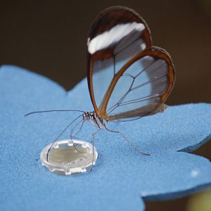 Glass-wing butterfly
