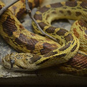 California Living Museum - Gopher Snake