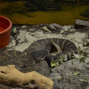 California Living Museum - Rattlesnake