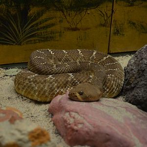 California Living Museum - Red Diamonback Rattlesnake
