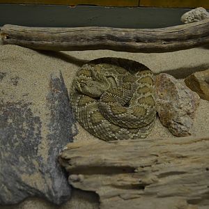 California Living Museum - Rattlesnake