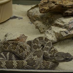 California Living Museum - Rattlesnake