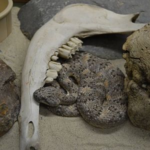 California Living Museum - Speckled Rattlesnake