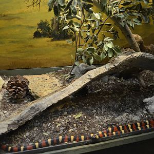 California Living Museum - Sierra Mountain Kingsnake