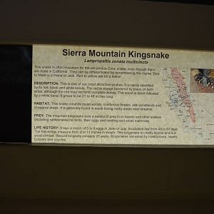 California Living Museum - Sierra Mountain Kingsnake Signage