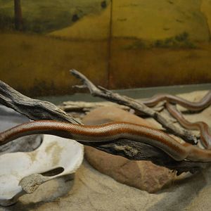 California Living Museum - Desert Rosy Boa
