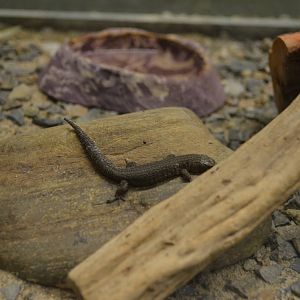 California Living Museum - Granite Night Lizard
