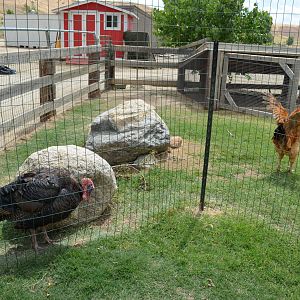 California Living Museum - Barnyard Display