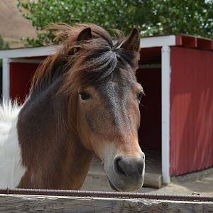 California Living Museum - Horse