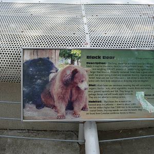 California Living Museum - American Black Bear