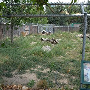 California Living Museum - Coyote Exhibit