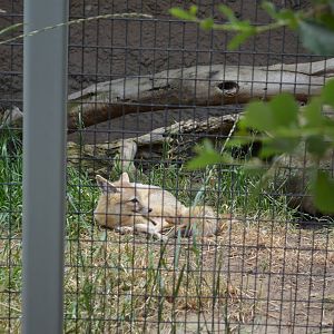 California Living Museum - San Joaquin Kit Fox