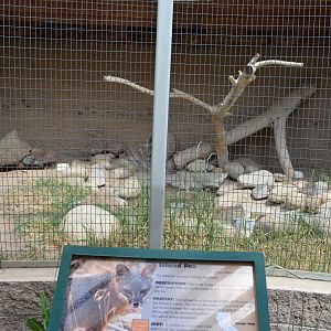 California Living Museum - Island Fox