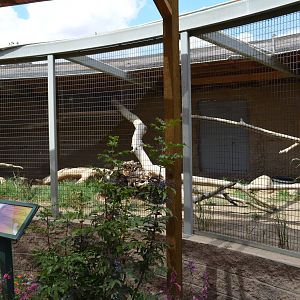 California Living Museum - Coatimundi