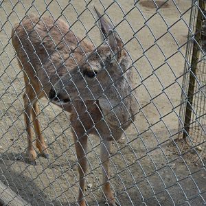 California Living Museum - Black-tailed Deer
