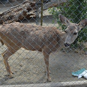 California Living Museum - Black-tailed Deer