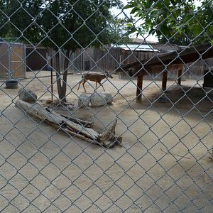 California Living Museum - Black-tailed Deer Exhibit