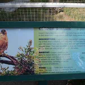 California Living Museum - Cooper's Hawk Signage