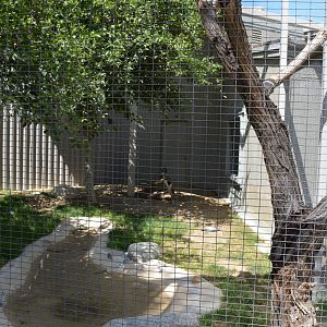 California Living Museum - Cooper's Hawk/Long-faced Owl/Barn Owl Aviary