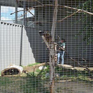 California Living Museum - Common Crow and Keeper