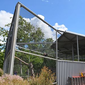 California Living Museum - Golden Eagle Aviary