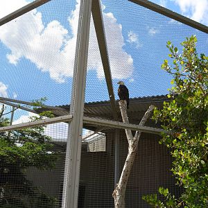 California Living Museum - Bald Eagle Exhibit