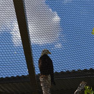 California Living Museum - Bald Eagle