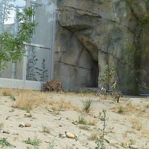 California Living Museum - Bobcat Habitat