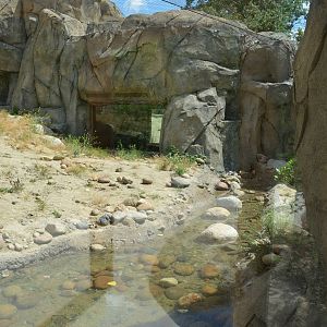 California Living Museum - Bobcat Habitat