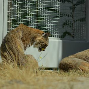 California Living Museum - Bobcats