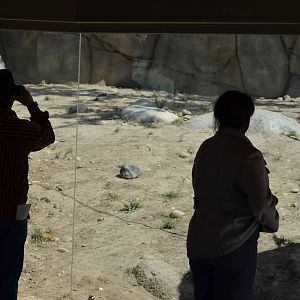 California Living Museum - Mountain Lion Habitat
