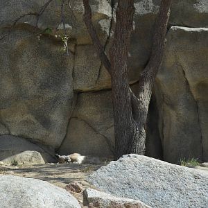 California Living Museum - Mountain Lion Habitat