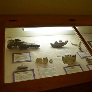 California Living Museum - Indoor Displays