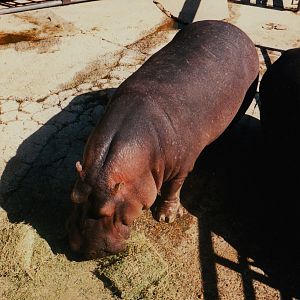 Old Taronga Zoo Photo August 1988 - Hippo