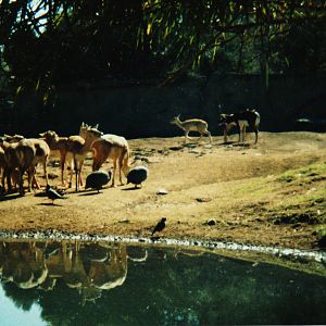 Old Taronga Zoo Photo August 1986 - Blackbuck