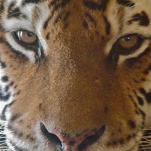 Yenna the Amur Tiger