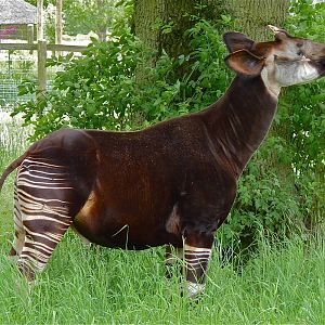 Kiburi the Okapi