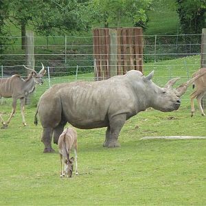 Sula the White Rhino with Kudu