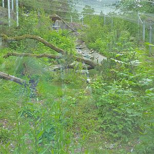 Yasmin the Snow Leopards Enclosure - Looking Lush