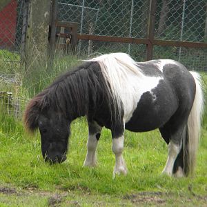 Badger the Shetland Pony at Blackpool Zoo 28511