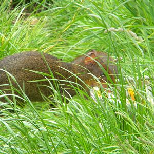 Central American Agouti at Blackpool Zoo 28511