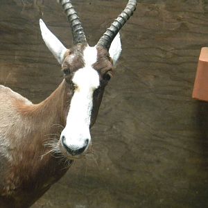 Blesbok at Blackpool Zoo 28th May 2011
