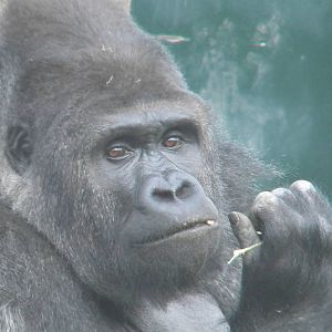 Bukavu the Western Lowland Gorilla at Blackpool Zoo 28/05/11